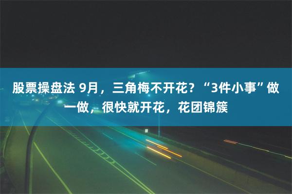 股票操盘法 9月，三角梅不开花？“3件小事”做一做，很快就开花，花团锦簇